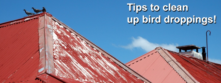 Bird_Dropping_Cleanup_Tips_870x330