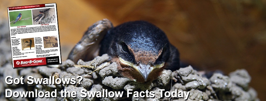 Swallow_Facts_870x330